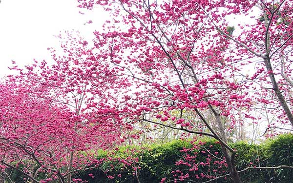 「千樺花園」Blog遊記的精采圖片