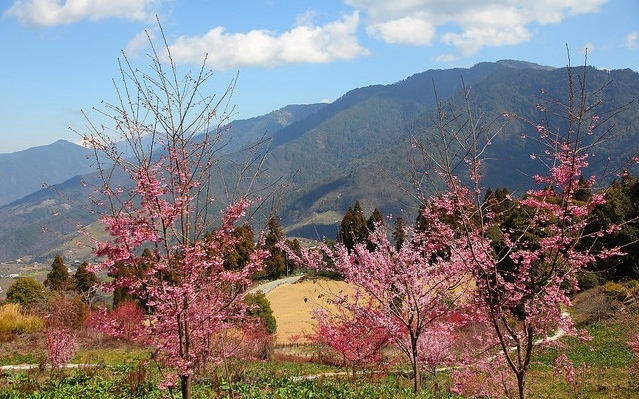 「福壽山農場」Blog遊記的精采圖片