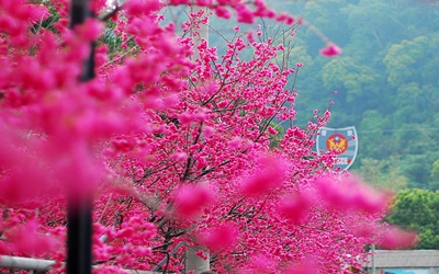 「泰安派出所櫻花林」Blog遊記的精采圖片